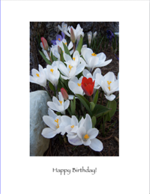 Crocus Birthday.png